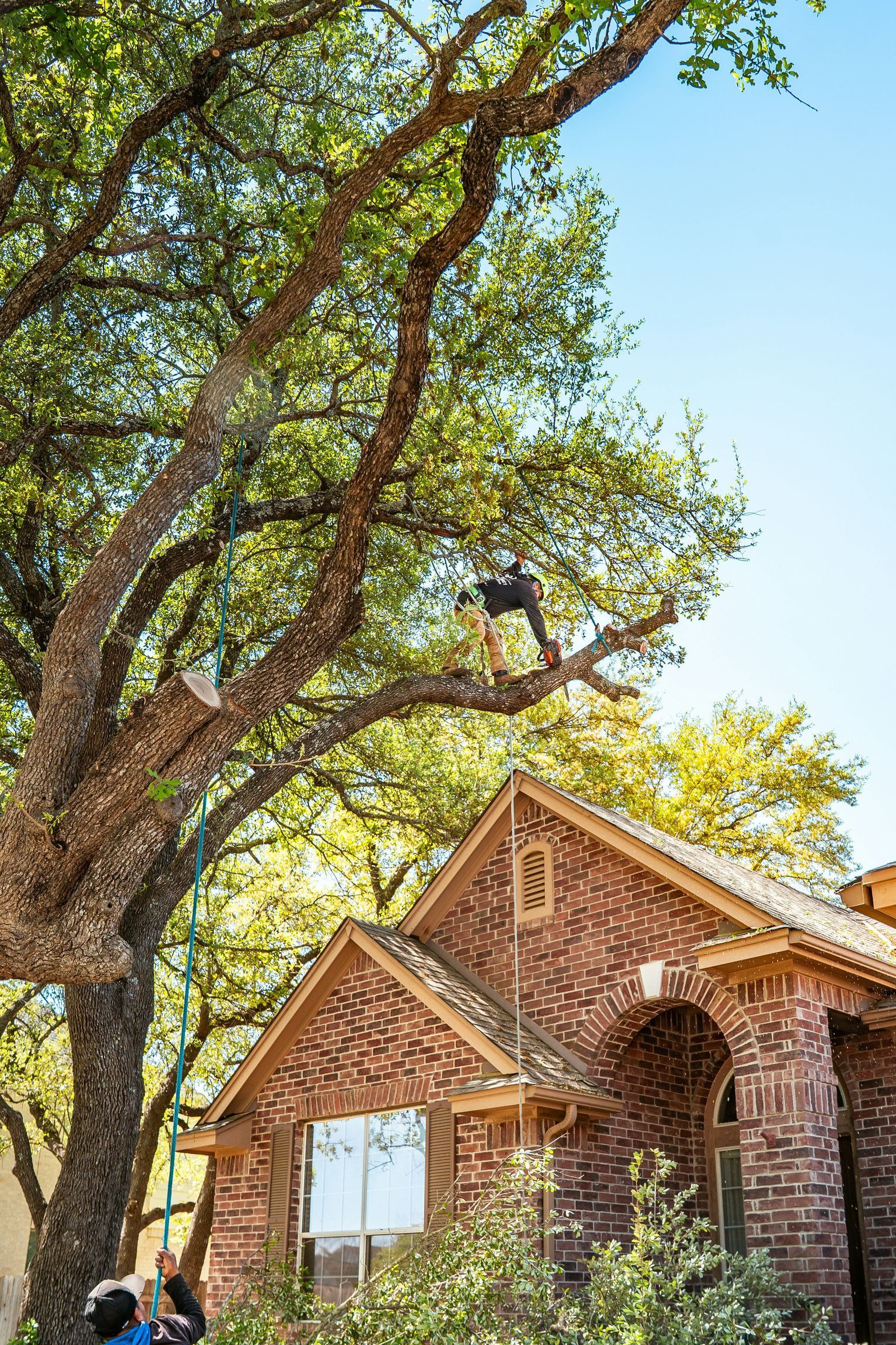 A tree service worker is trimming a large tree