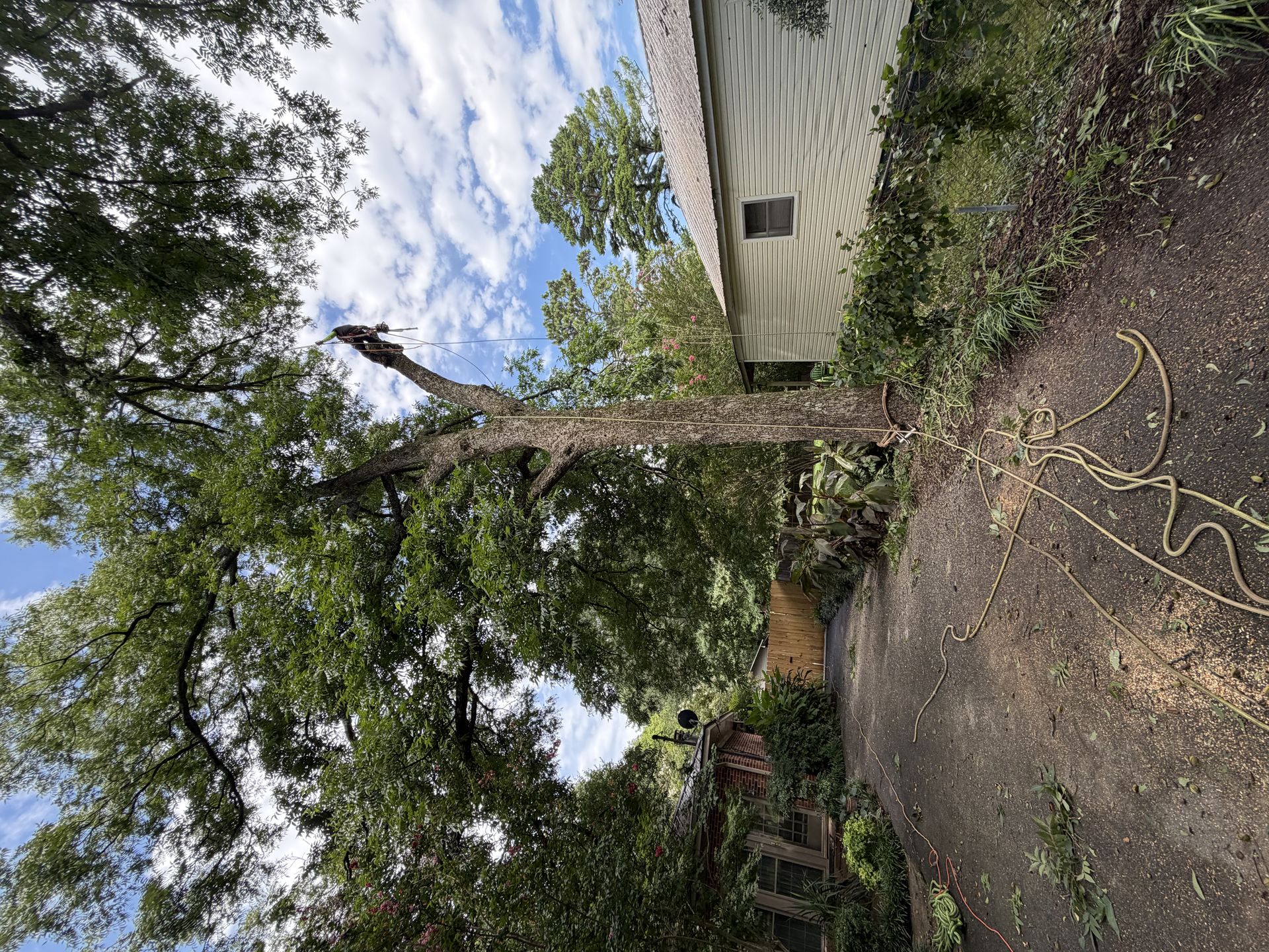 IMG 3607